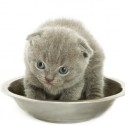 Nutro Dry Cat Food Recall